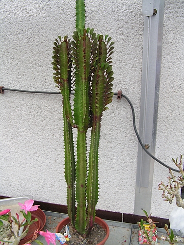 MN - Euphorbia trigona.jpg