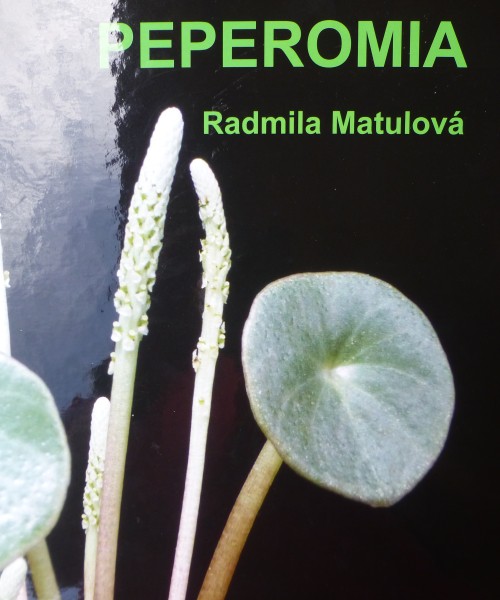 peperomia-1.jpg