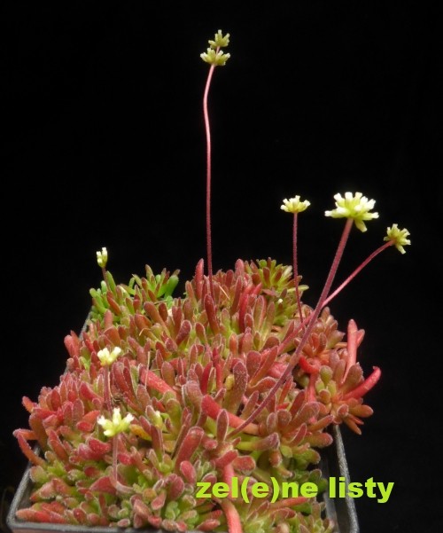crassula-pubescens-10.jpg