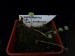 Výsevy - Peperomia macrorhiza, San Marcos, loňský výsev