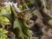 Pavouci- listovník obecný (Philodromus cespitum) na rostlině ve skleníku