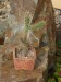HP16 - Nebezpečný kaktus v pěkné mističce