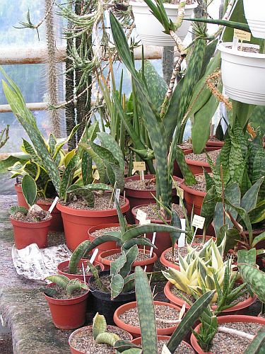 CG - Sansevieria 1.jpg