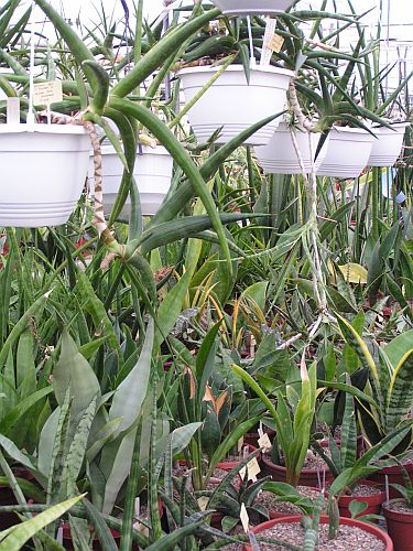 CG - Sansevieria 2.jpg