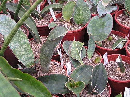 CG - Sansevieria 3.jpg