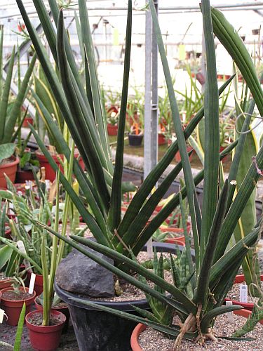 CG - Sansevieria 4.jpg