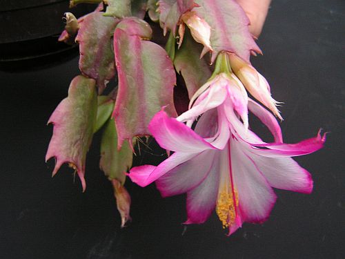 CG - Schlumbergera orssichiana.jpg