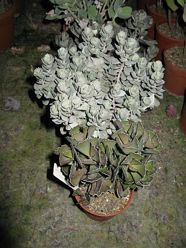 CG - Kalanchoe rhombopilosa.jpg