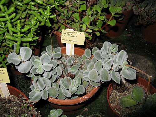 CG - Krásná Crassula sericea.jpg