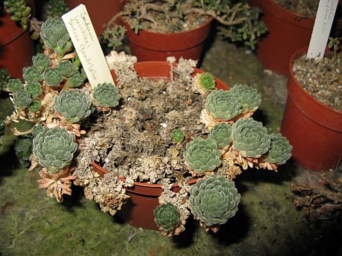 CG - Sedum winkleri.jpg