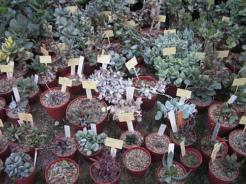 CG - Adromischus 3.jpg