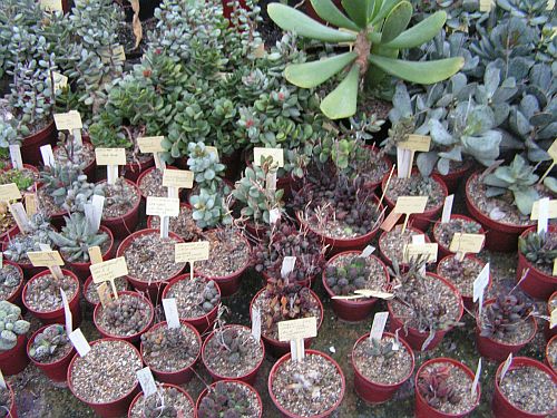 CG - Adromischus 6.jpg