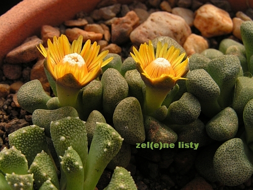 Aloinopsis schooneesii.jpg