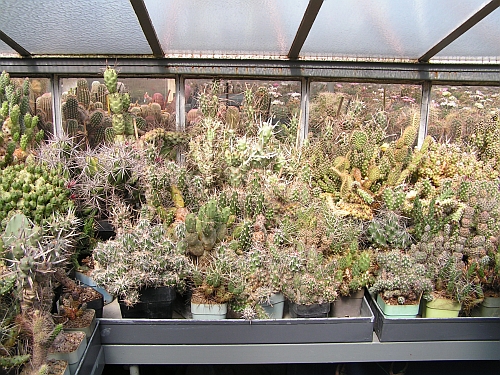 OP - Tephrocactus 2.jpg