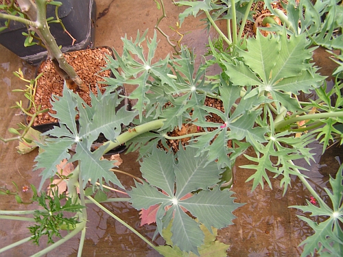 OP - Jatropha cathartica.jpg