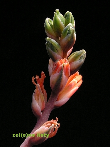 Aloe haworthioides 2.jpg
