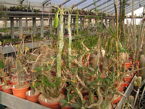 PP - Pachypodium, Monadenium.jpg