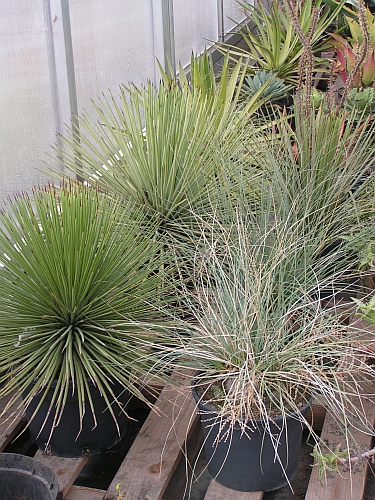 JH - Agave, Calibanus.jpg