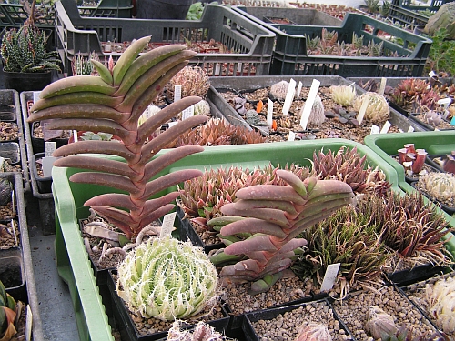 JH - Gasteria, Haworthia.jpg