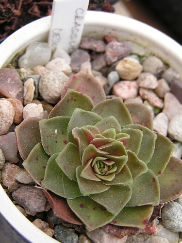 Crassula sp., Lesotho.jpg