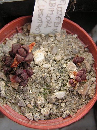 Delosperma albiflora, Lesotho.jpg