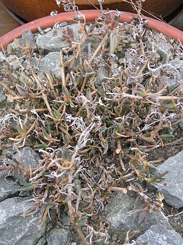 Delosperma cooperi.jpg