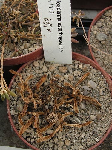 Delosperma esterhuizeniae.jpg