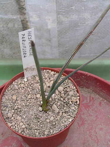 Hesperaloe parviflora.jpg