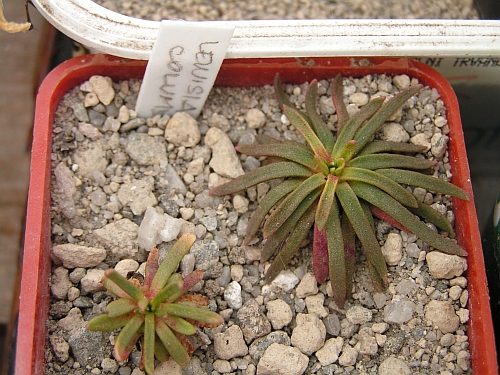 Lewisia columbiana.jpg