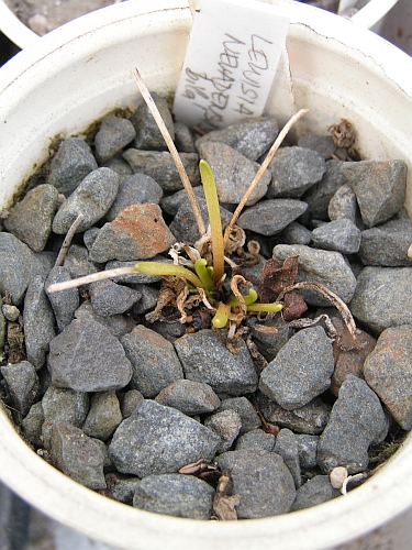 Lewisia nevadensis.jpg