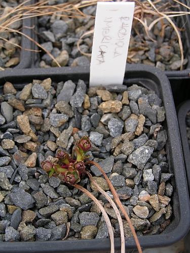 Rhodiola imbricata.jpg