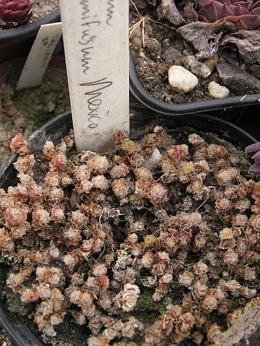 Sedum humifusum.jpg