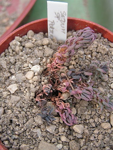 Sedum sp., Portugal 2.jpg