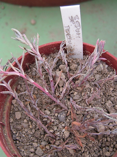 Sedum sp., Portugal.jpg