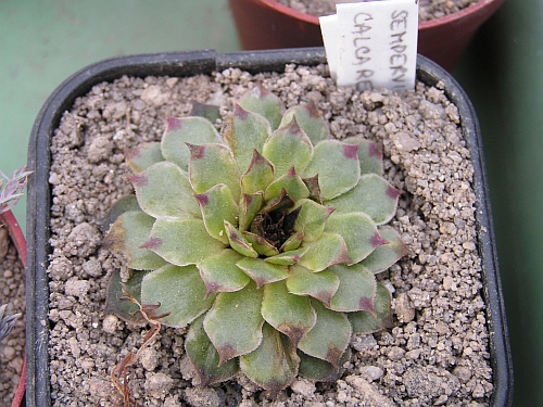 Sempervivum calcareum.jpg