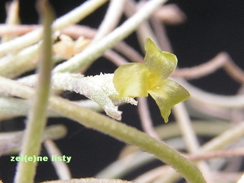 Tillandsia usneoides.jpg