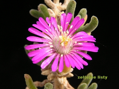 Drosanthemum hispidum.jpg