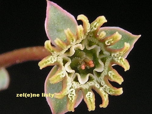 Euphorbia globosa.jpg