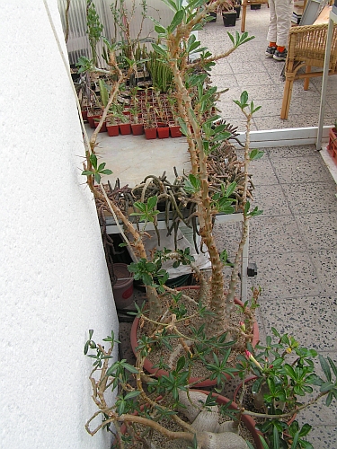 BP - Pachypodia.jpg
