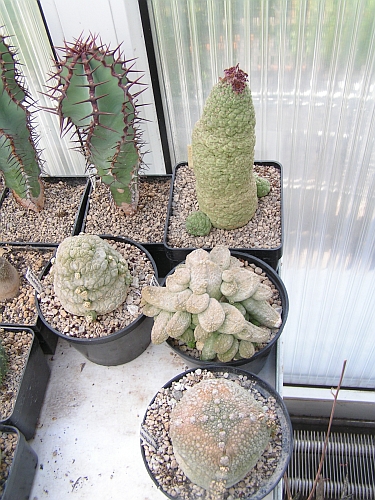 BP - Pseudolithos a Euphorbia.jpg