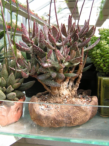 MK - Adromischus.jpg