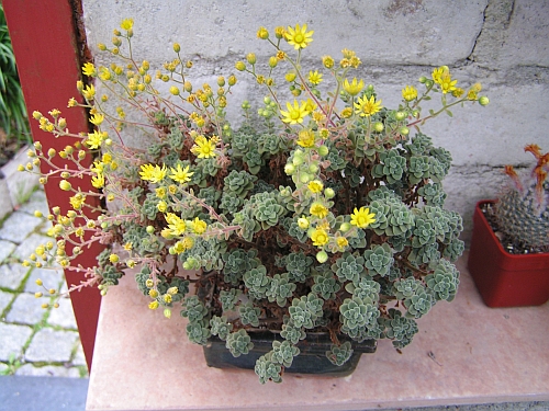 MK - Nakvetlé Aeonium lindleyi.jpg