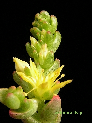 Sedum robertsianum.jpg