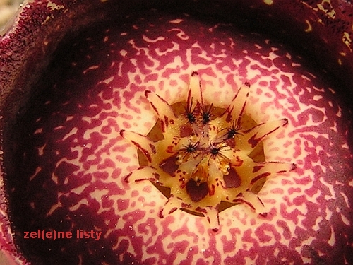 Orbea hardyi.jpg