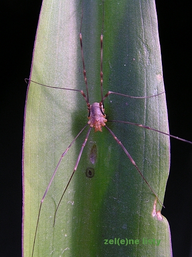 Eucomis punctata.jpg