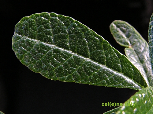 Dorstenia gigas.jpg