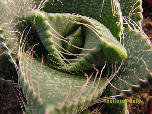 Faucaria tigrina.jpg