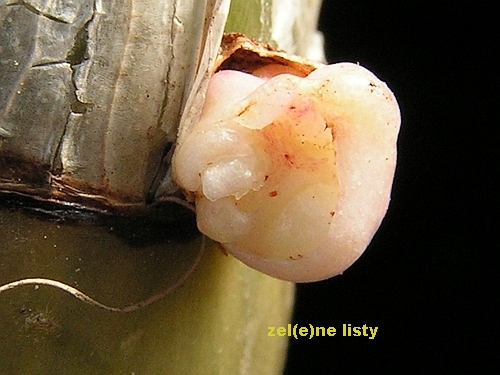 Eulophia petersii.jpg