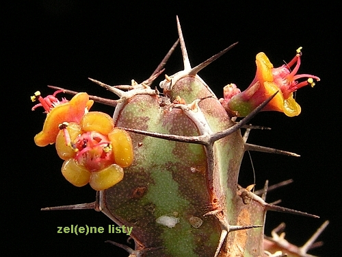 Euphorbia bittataensis.jpg