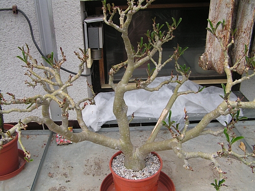 MN - Adenium  2.jpg